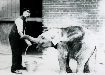 Wärter Charles Eyles füttert ein asiatisches Elefantenbaby mit einer Röhre, im Londoner Zoo 1913